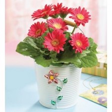 8pcs Pink Gerbera in a Vase